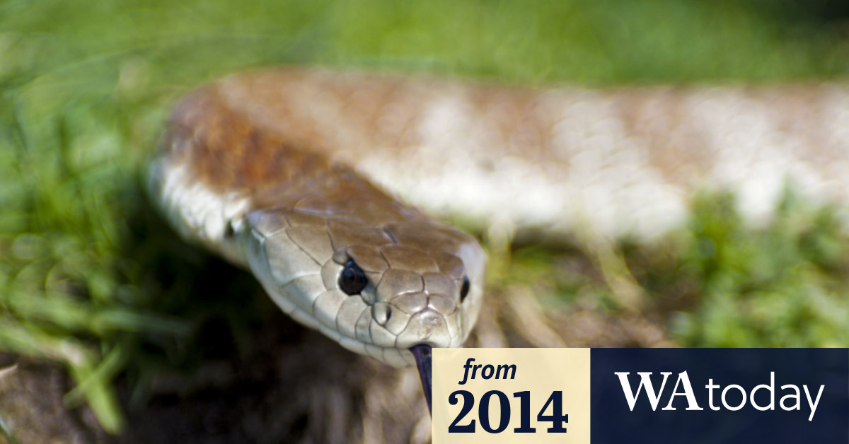 WA residents allowed to kill snakes if they feel threatened